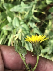 Sonchus arvensis