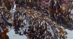 Laminaria sinclairii