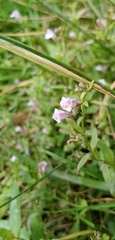 Scutellaria minor
