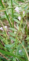 Scutellaria minor
