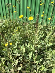 Sonchus arvensis