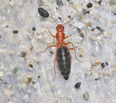 Endeodes insularis