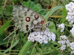 Parnassius nomion