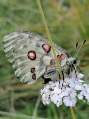 Parnassius nomion