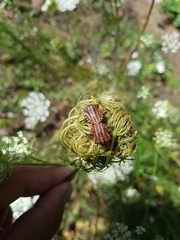 Graphosoma italicum italicum