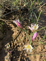 Gladiolus trichonemifolius