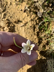Gladiolus trichonemifolius