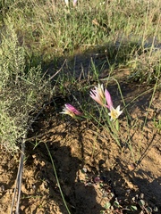 Gladiolus trichonemifolius