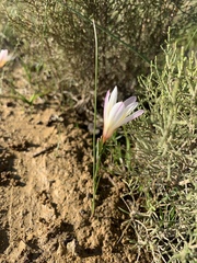 Gladiolus trichonemifolius
