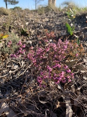 Erica nudiflora