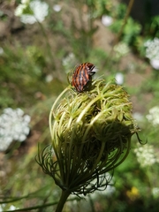 Graphosoma italicum italicum