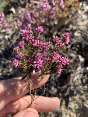 Erica nudiflora