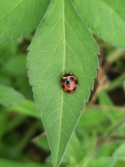 Coelophora bissellata