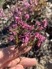 Erica nudiflora