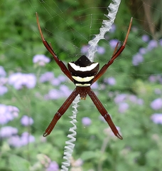 Argiope reinwardti