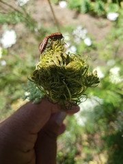 Graphosoma italicum italicum