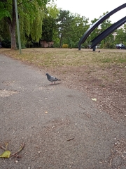 Columba livia domestica