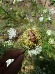 Graphosoma italicum italicum
