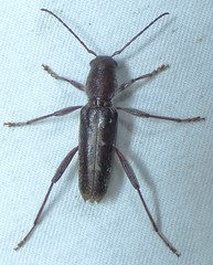 Xylotrechus sagittatus