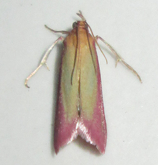 Simplicia extinctalis