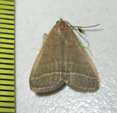 Simplicia extinctalis