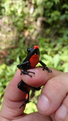 Oophaga histrionica