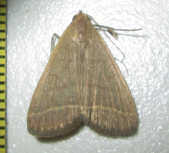 Simplicia extinctalis