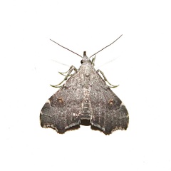 Redectis pygmaea