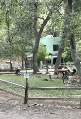 Meleagris gallopavo mexicana