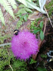 Cirsium heterophyllum