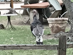 Meleagris gallopavo mexicana