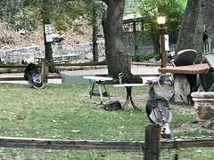 Meleagris gallopavo mexicana