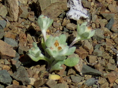 Lasiopogon