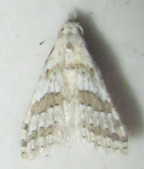 Alucitidae