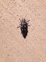 Chalcophora angulicollis