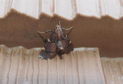 Hypsopygia thymetusalis