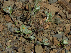 Lasiopogon