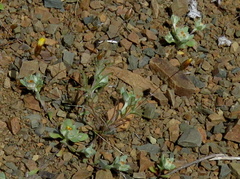 Lasiopogon