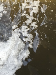 Cyprinus carpio