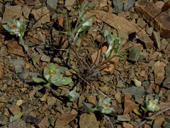 Lasiopogon
