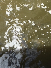 Cyprinus carpio