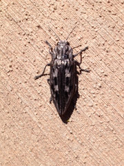 Chalcophora angulicollis