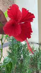 Hibiscus rosa-sinensis