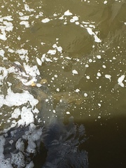 Cyprinus carpio