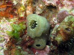Phlebobranchia