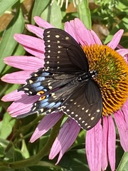 Papilio polyxenes
