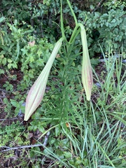 Lilium philippinense