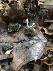 Coprinopsis candidolanata