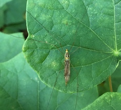 Nephrotoma virescens