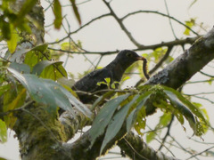 Cuculus solitarius